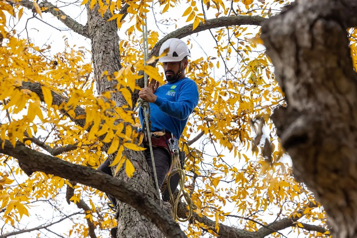 Skilled Tree Pruning crew working in Bassett