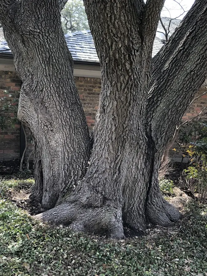 Mature heritage tree close to a Bassett property cared for by certified arborists